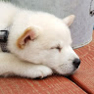 Meet your Posher, Holly